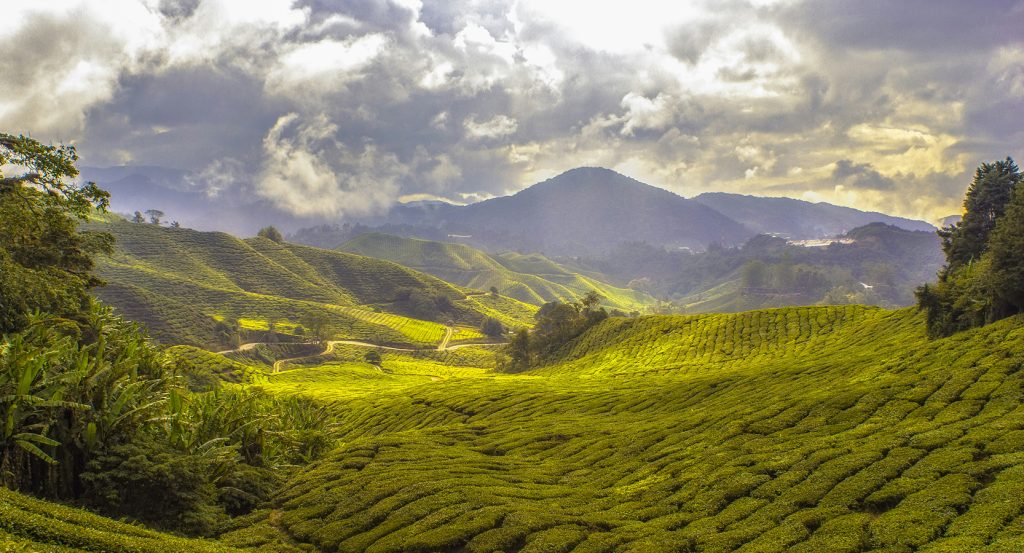 Verdant green hills of Malaysia’s countryside, lined with tea bushes and winding paths