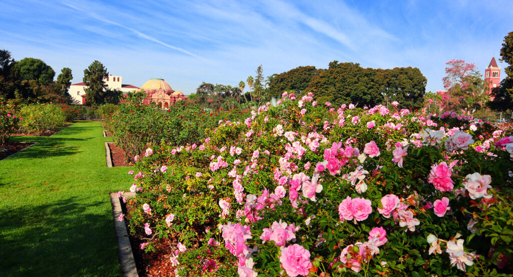 Natural History Museum dome rising behind the Rose Garden at Exposition Park Los Angeles