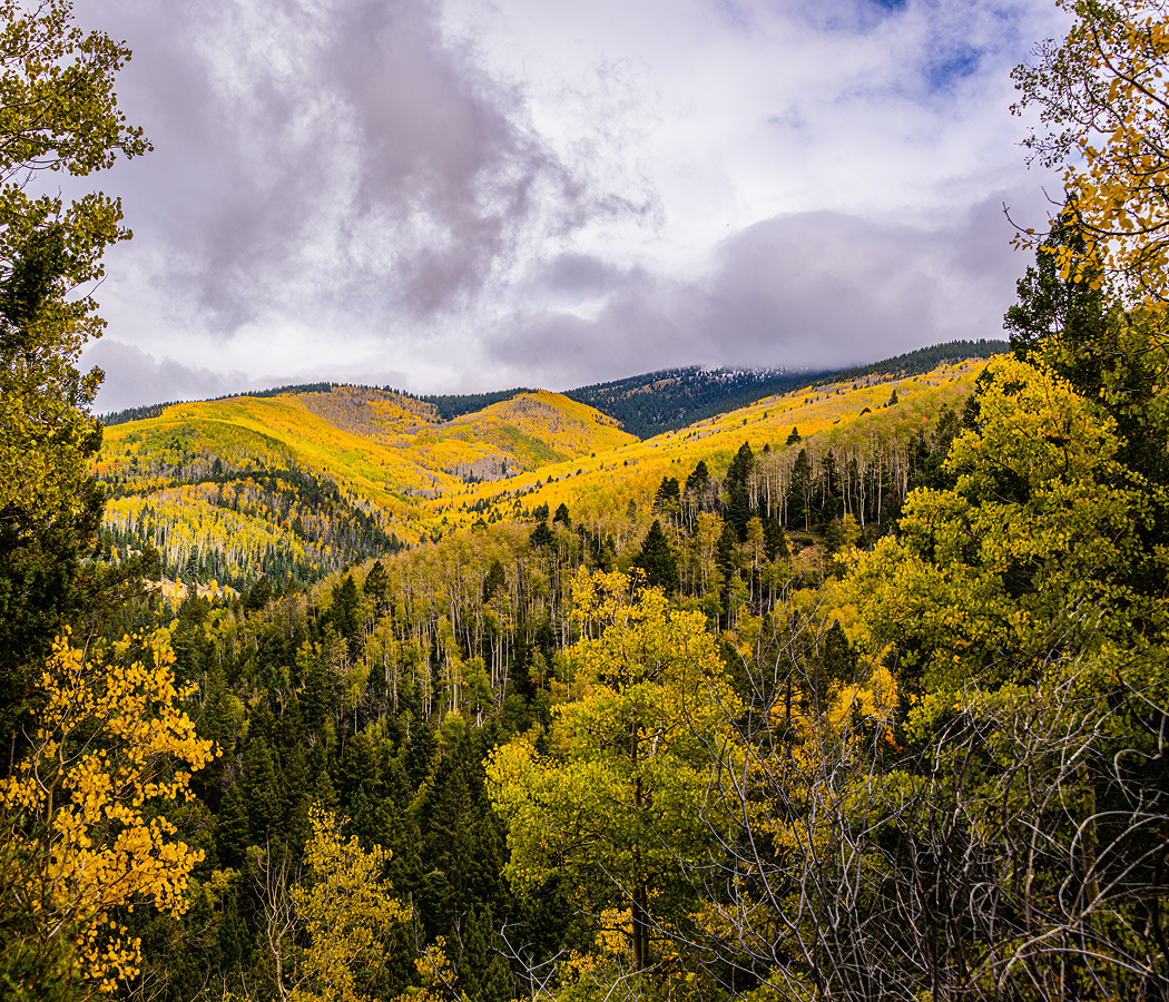 Golden aspens in Santa Fe National Forest during fall