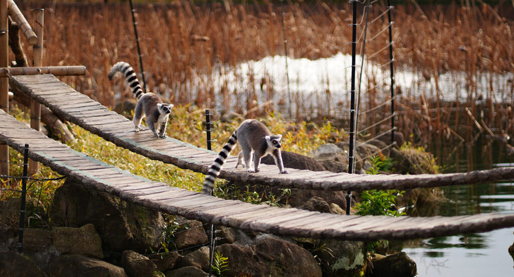 Scenic shot of lemurs walking across a rustic wooden bridge at Ueno Zoo
