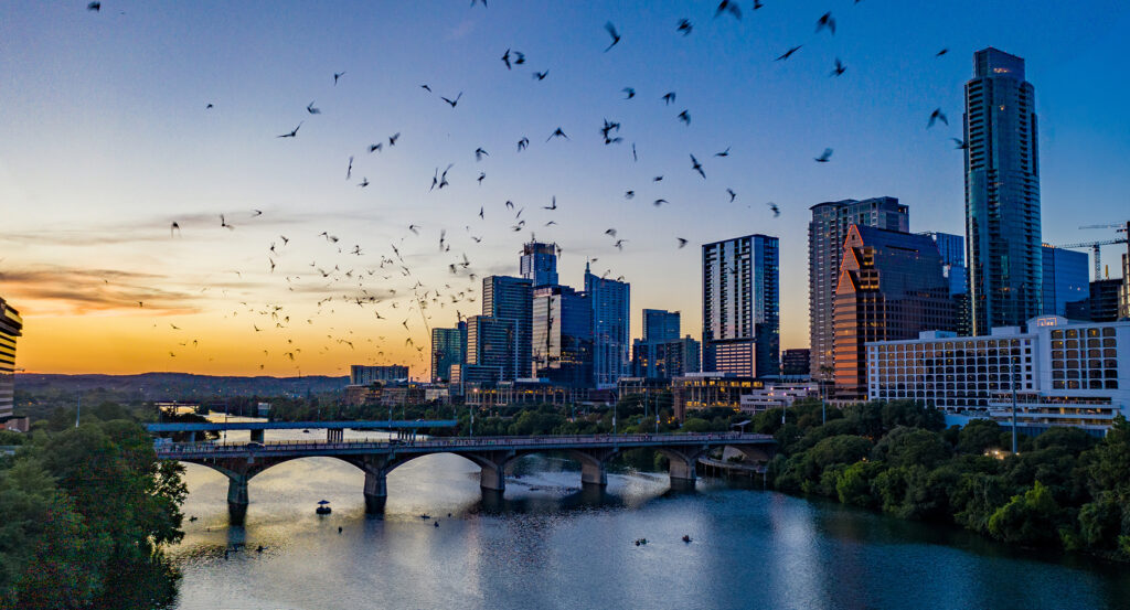 View of Austin skyline with bats flying above Lady Bird Lake