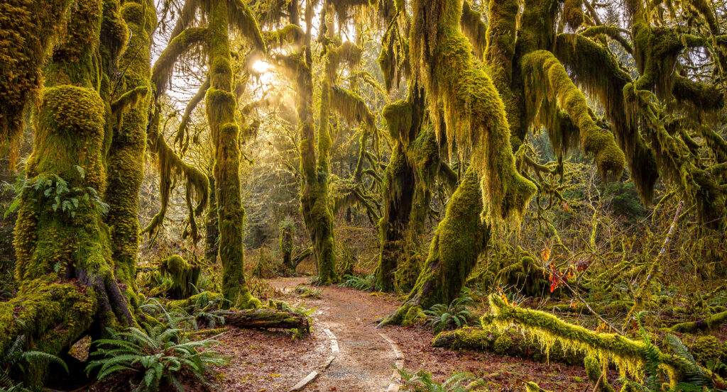 Lush green ferns and moss-draped trees in the Hoh Rain Forest