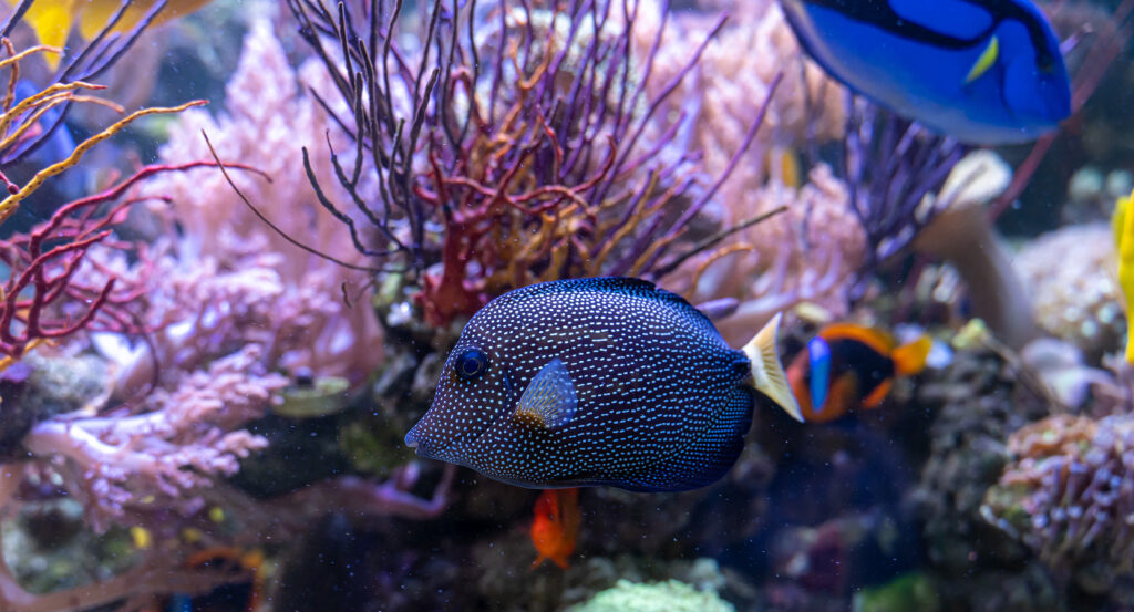 Close-up of vibrant marine life and corals at Dallas Sea Life Aquarium