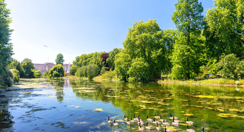 Green trees and summer reflections in Hyde Park, London