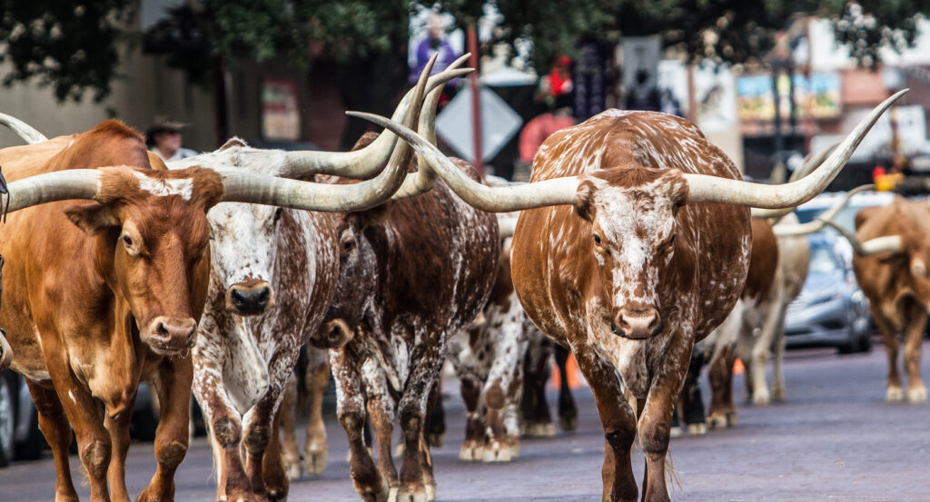 Cowboys leading a cattle drive through Exchange Avenue in Fort Worth