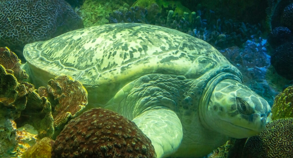 Inside Boston’s New England Aquarium giant ocean tank with tropical fish