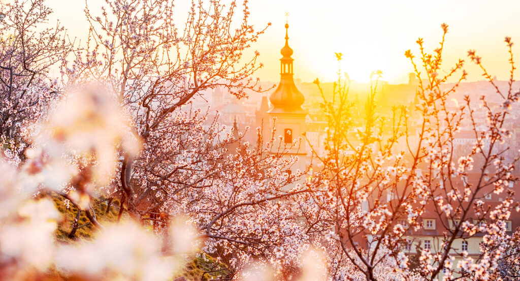 View from Petrin Hill with trees and golden city skyline in Prague
