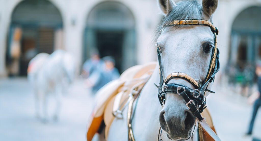 Lipizzaner horse with bridle during training at Vienna’s Spanish Riding School.