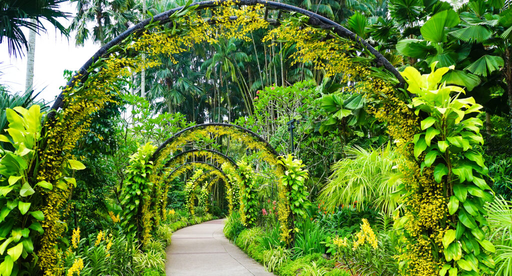 Colorful orchid blooms at Singapore’s National Orchid Garden