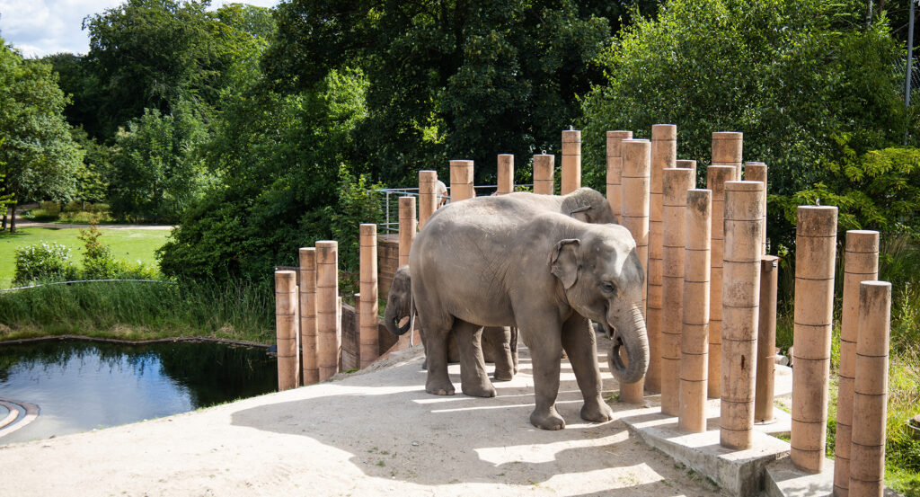 Modern architectural design of Copenhagen Zoo enclosures surrounded by greenery