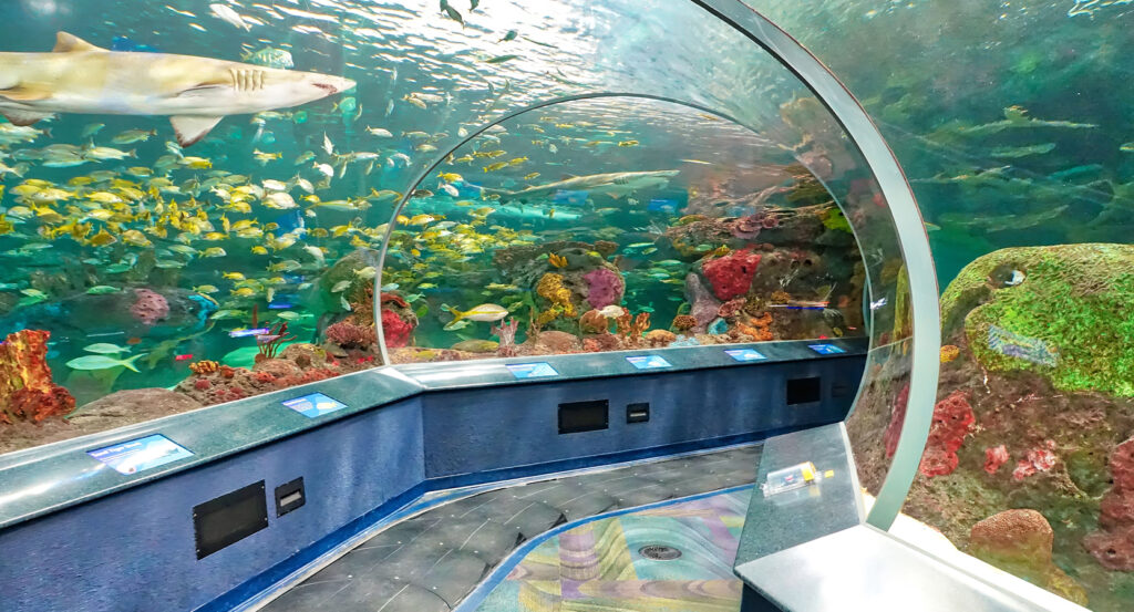 Colorful fish swimming at Ripley's Aquarium of Canada