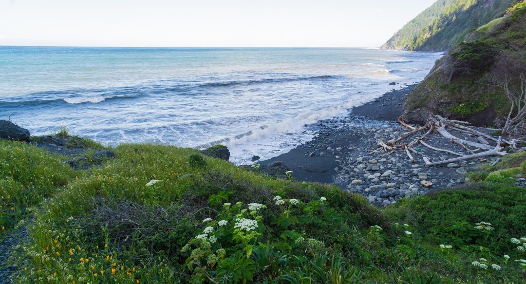 Secluded coastal trail in Northern California with ocean waves and lush greenery