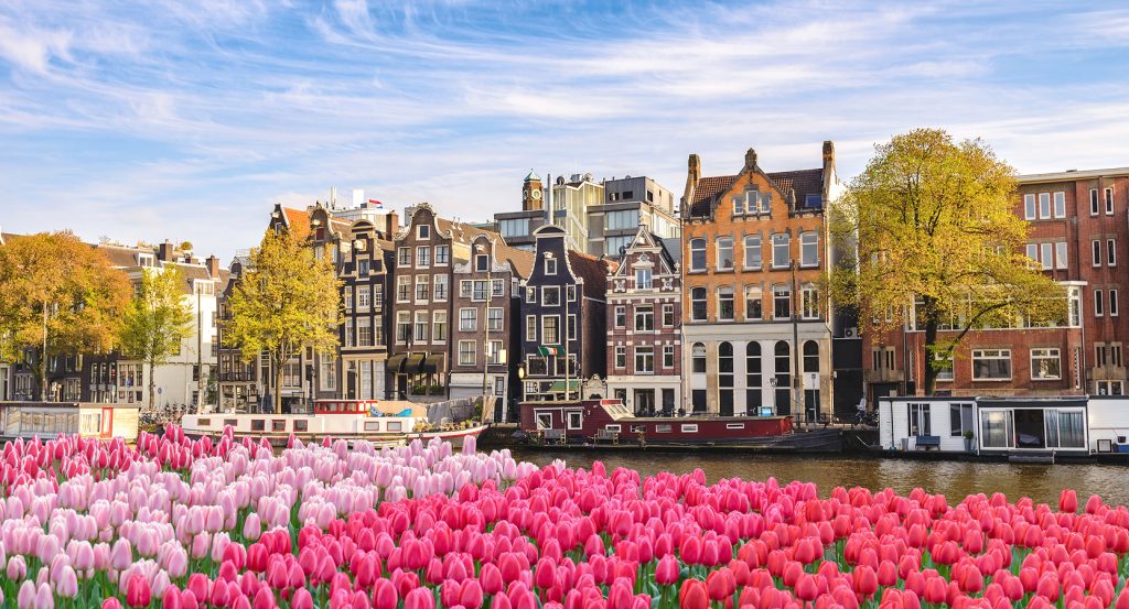 Tulip fields along the canal with historic Dutch buildings in the background, symbolizing spring in Amsterdam.