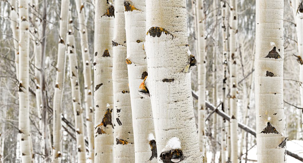 Close-up of aspen tree trunks in a snowy Colorado woodland