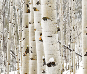 Snow-dusted white birch trees in a quiet Aspen forest during winter