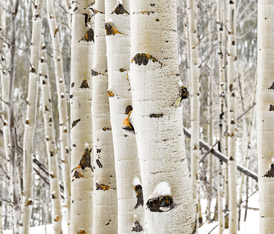 5 fascinations about Aspen