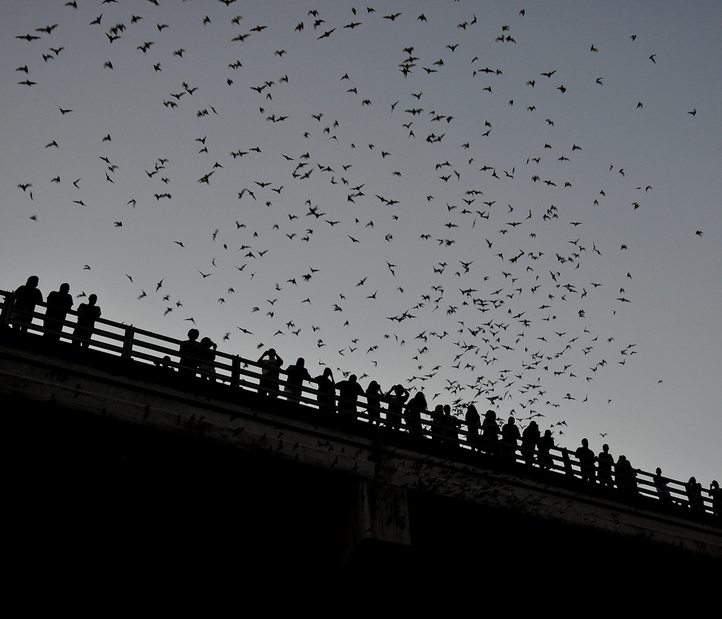 5 fascinations about Austin