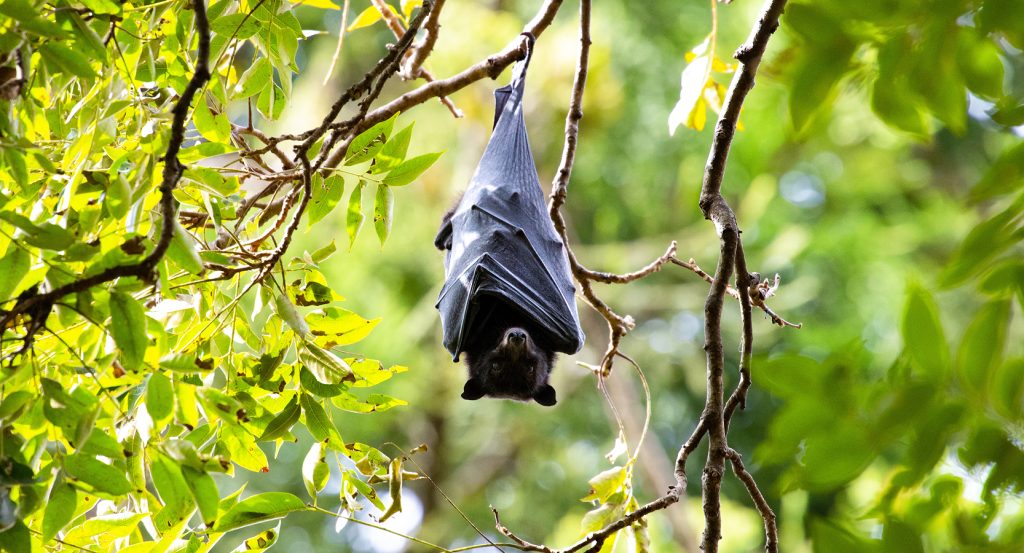 Australian fruit bat resting in a tree in Brisbane’s urban greenery
