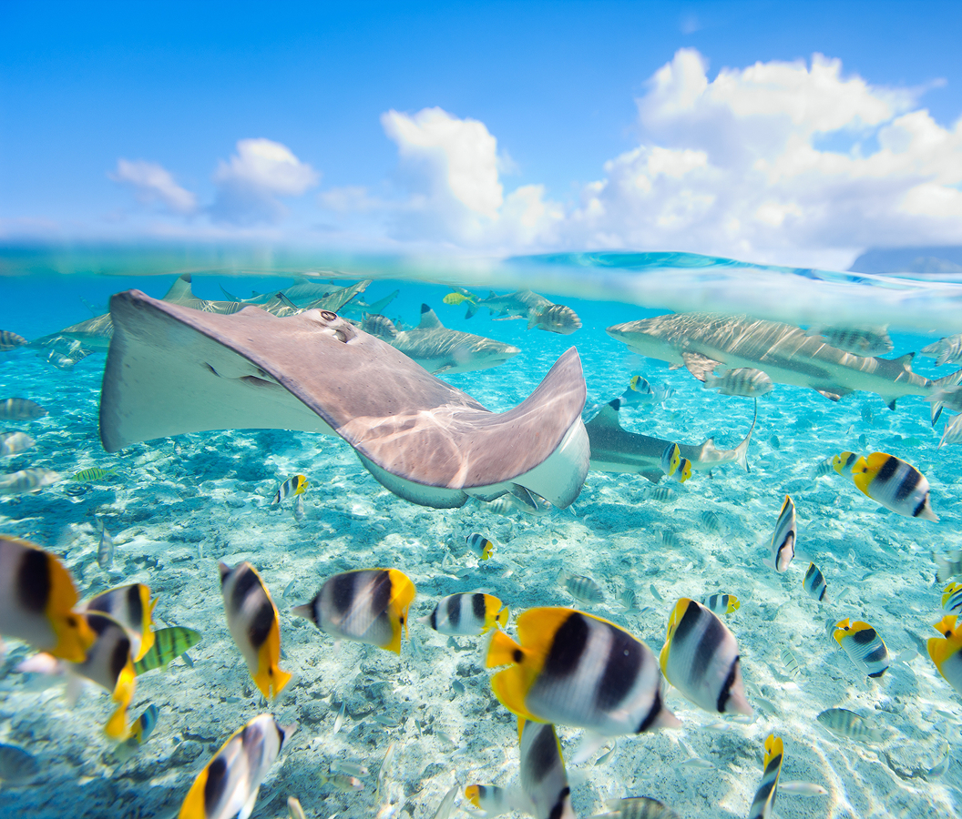 5 fascinations about Bora Bora