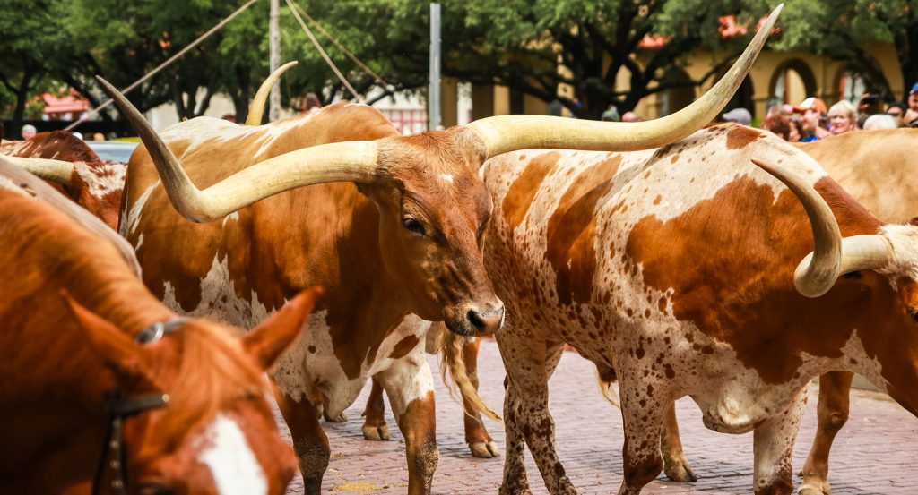 Close-up view of longhorn cattle during the iconic Fort Worth cattle drive under shady oak trees.