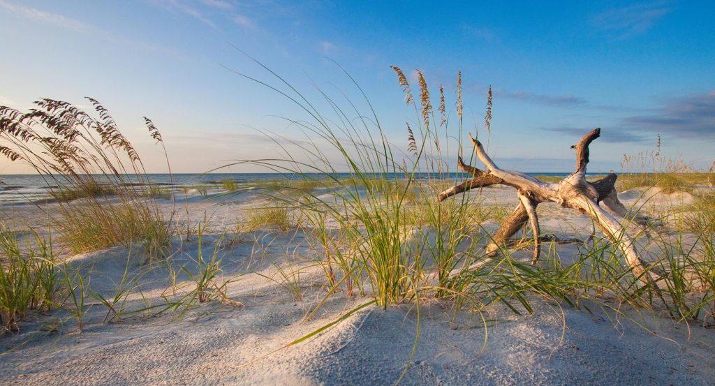 Wind-sculpted grasses and sunlit driftwood along Hilton Head’s peaceful coastline.