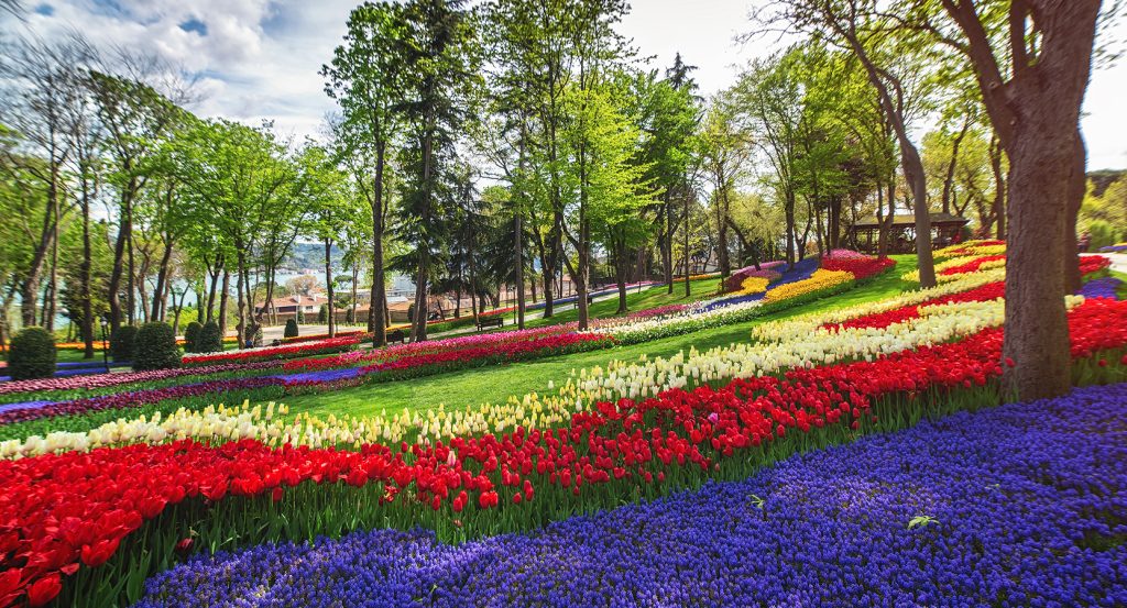 A kaleidoscope of tulips stretching across a hillside in Istanbul, with sunlight filtering through tall trees in a peaceful city park.