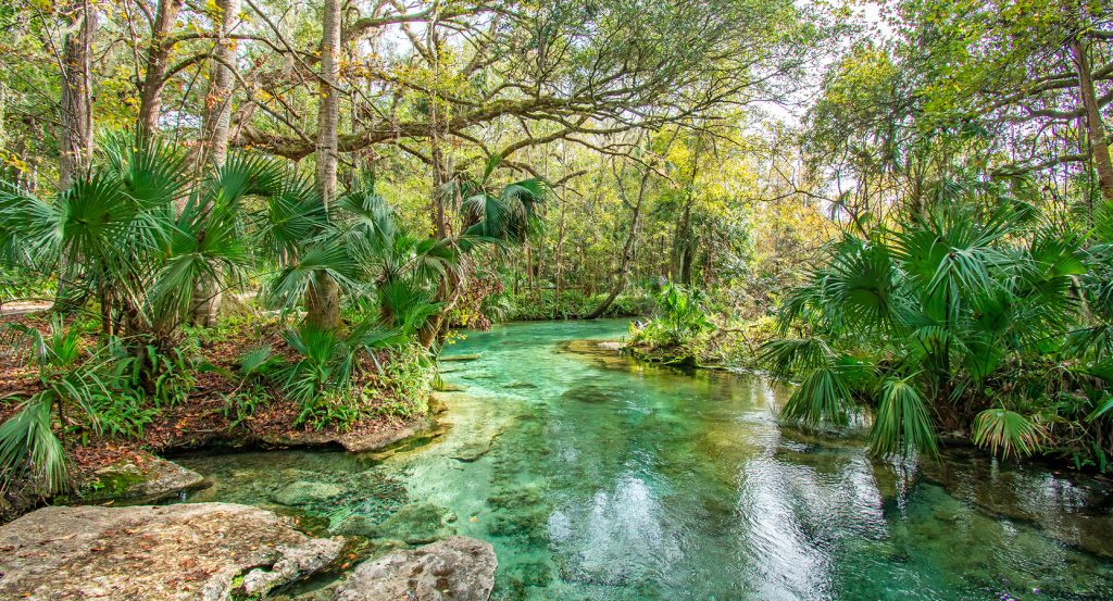 Tranquil forest stream with palm trees and limestone rocks in central Florida.
