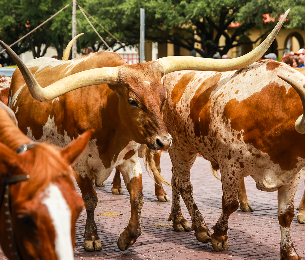 5 fascinations about Fort Worth