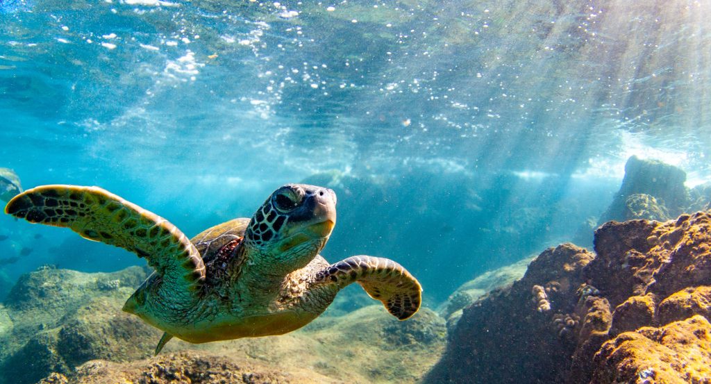Sunbeams streaming underwater as a turtle swims near coral in Kailua