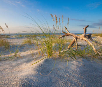 Golden sea oats and driftwood on a sandy beach at Hilton Head Island under a blue sky.