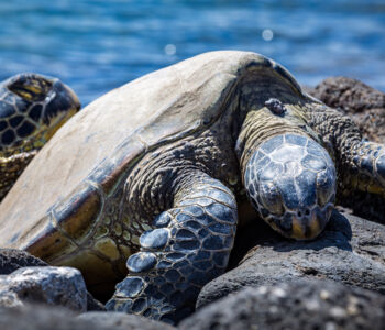 Two Hawaiian green sea turtles resting on sunlit lava rocks near the shoreline in Kihei, Maui.