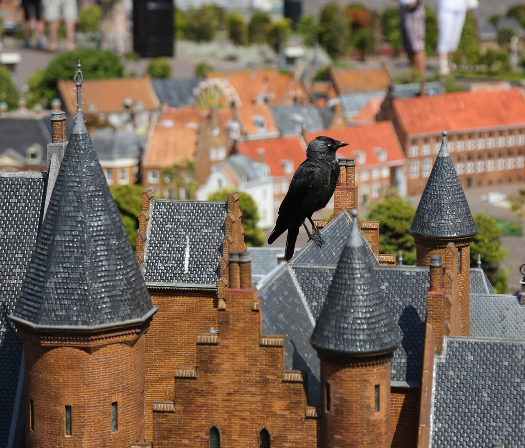 5 fascinations about The Hague