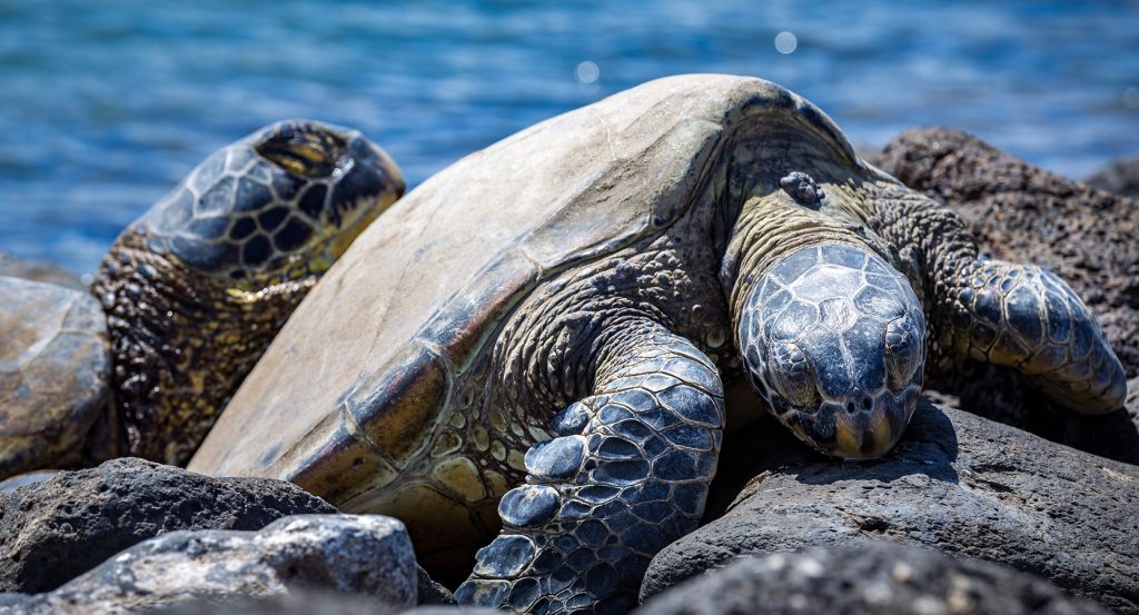 Close-up of honu lounging on volcanic rocks with clear blue Pacific waters behind them in Kihei, Hawaii.
