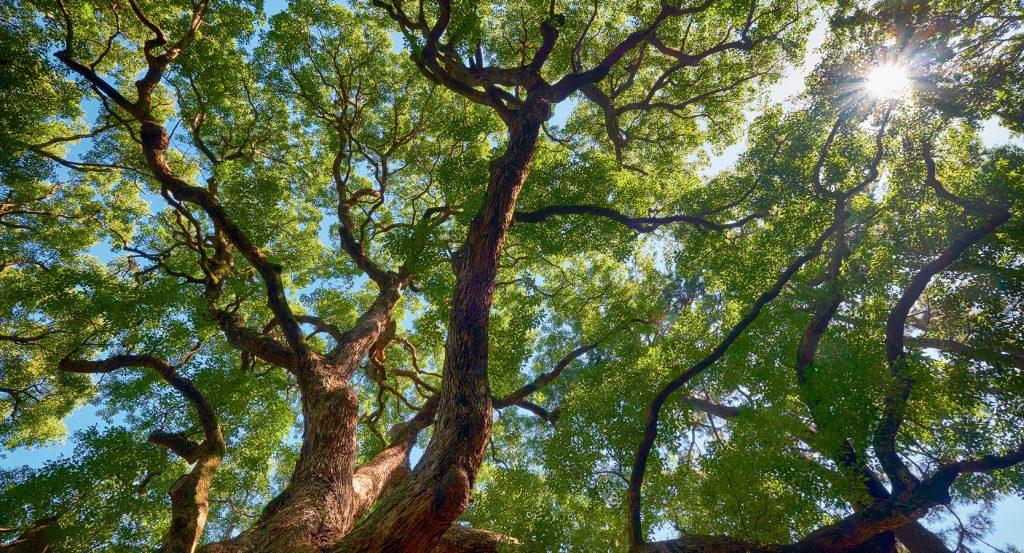 Looking up through the dense green canopy of Tokyo’s sacred forest on a clear afternoon.