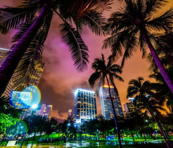 Nighttime view of downtown Miami skyscrapers framed by palm trees and neon-lit sky.