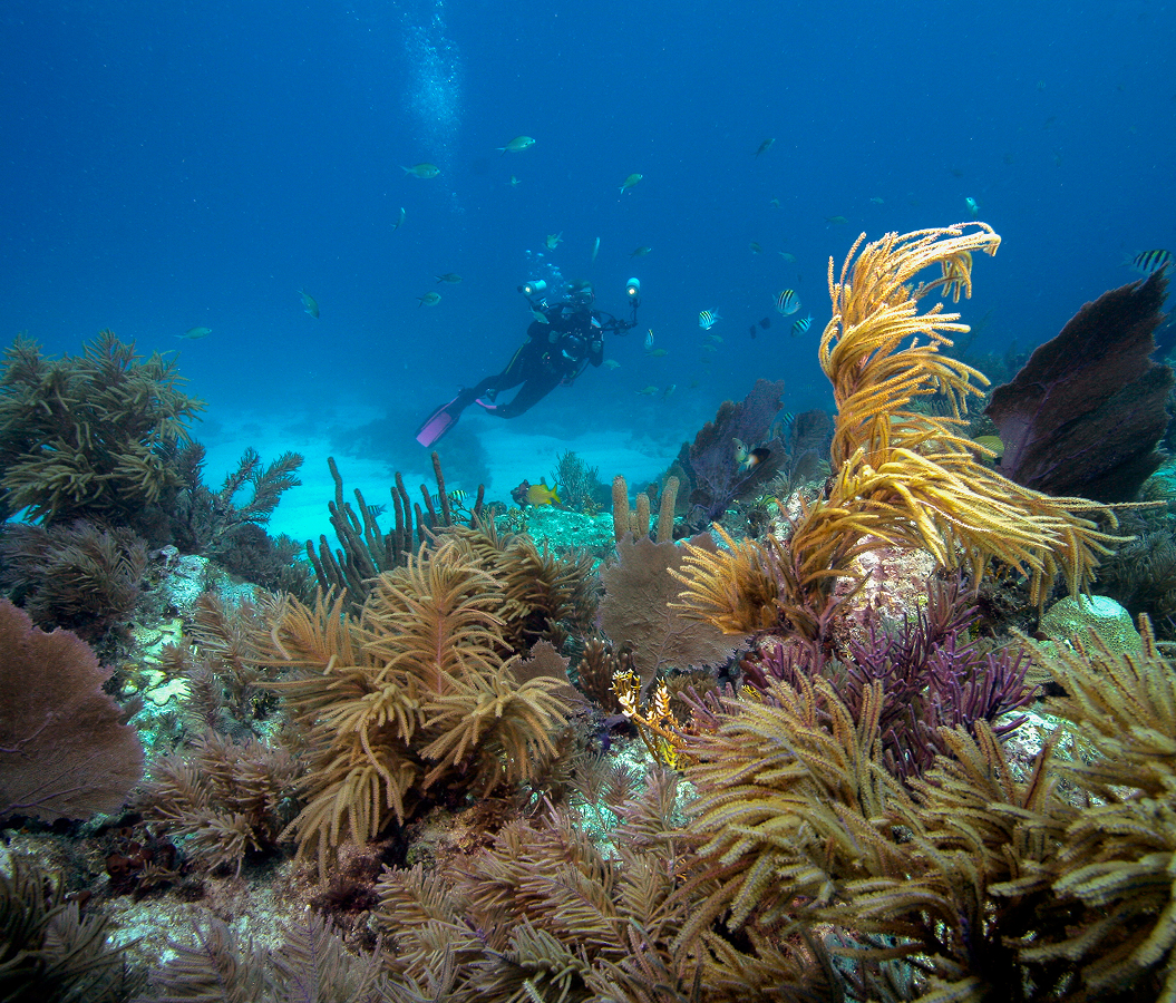 5 fascinations about Nassau