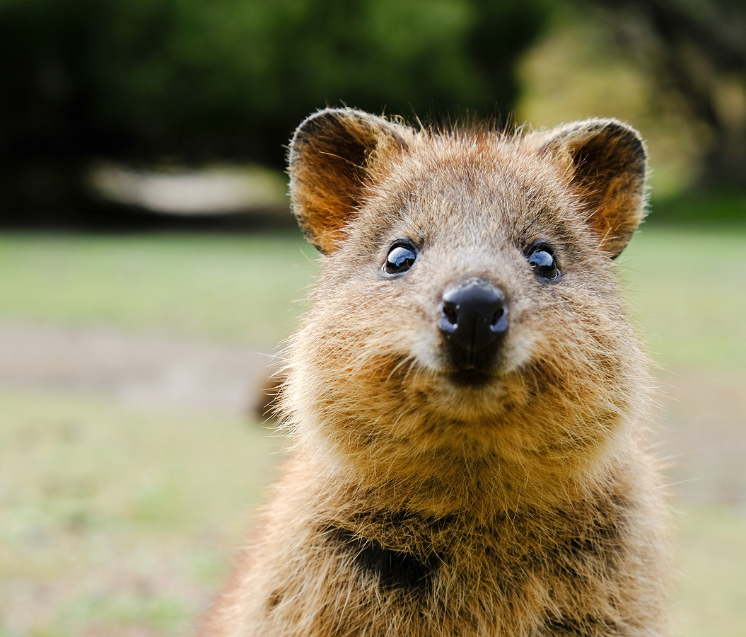 5 fascinations about Perth