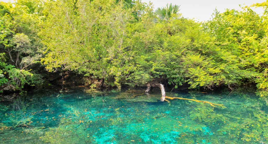 Crystal-clear turquoise water beneath dense jungle canopy in Punta Cana