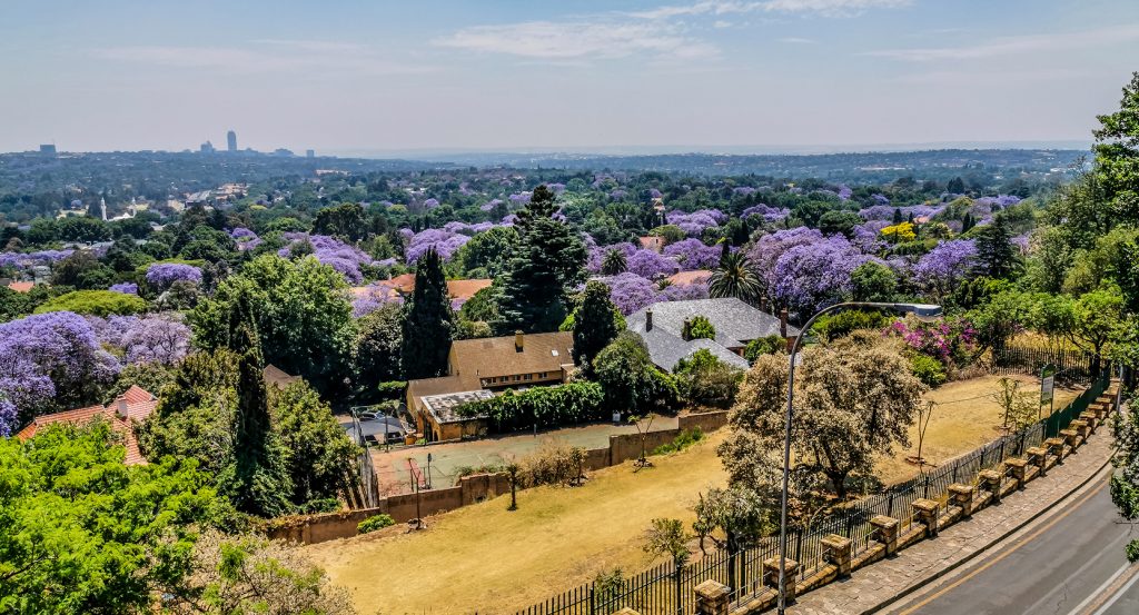 Vibrant purple jacaranda blossoms transform the suburbs of Johannesburg under a blue sky.