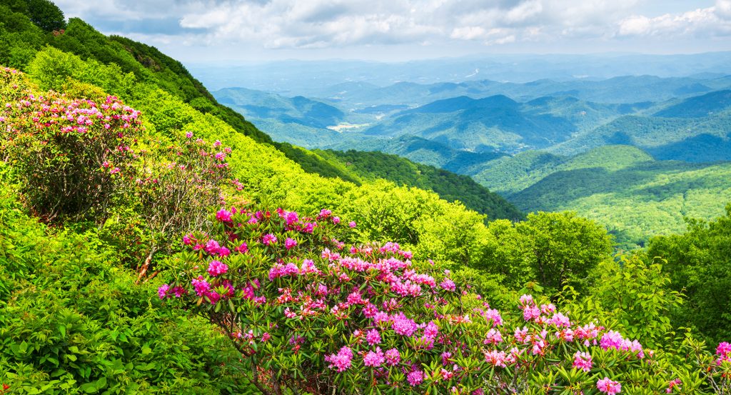 Scenic mountain view with wildflowers in full bloom near Asheville, North Carolina