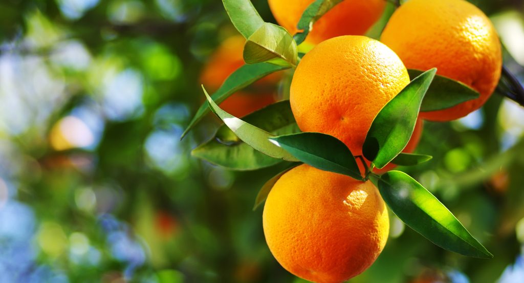 Close-up of ripe oranges growing in Anaheim’s historic citrus groves with glossy green leaves.
