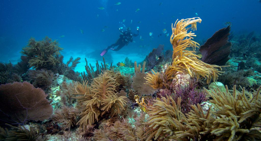 Underwater view of marine life and sea fans off the coast of Nassau.