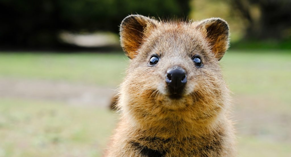 Close-up of a smiling quokka in natural habitat outside Perth, Australia