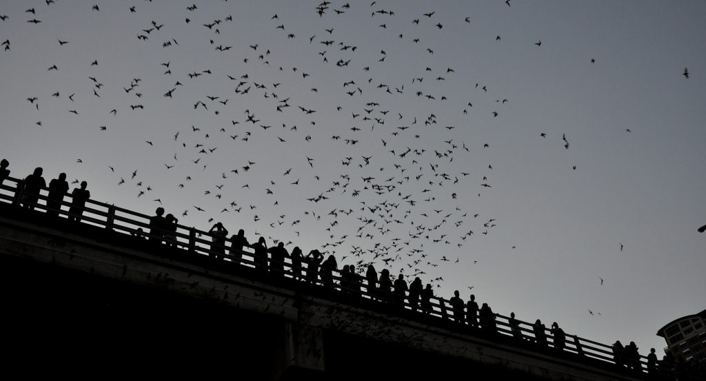 Thousands of bats flying into the twilight sky above South Congress Avenue Bridge
