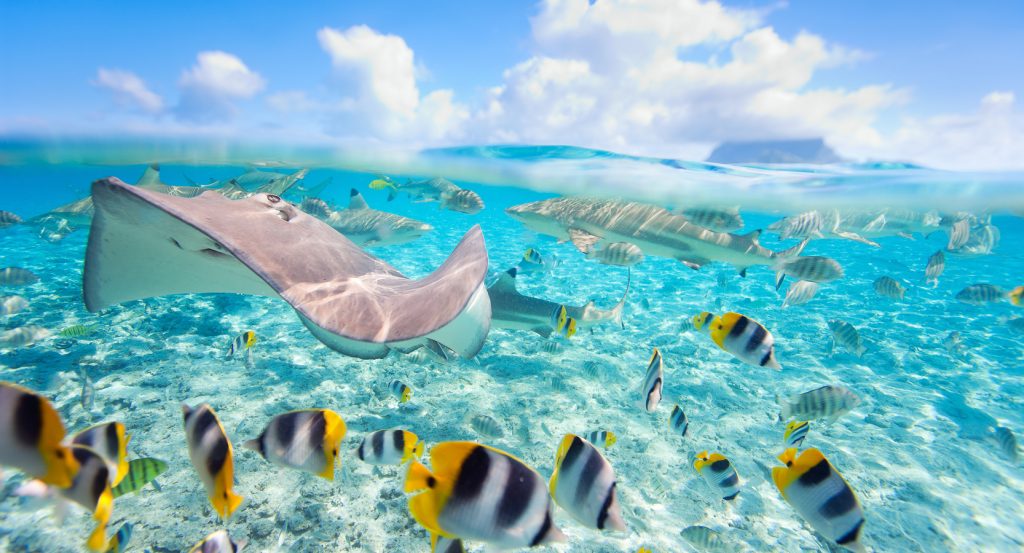 Colorful reef fish and a stingray swim in the shallow turquoise waters of Bora Bora.