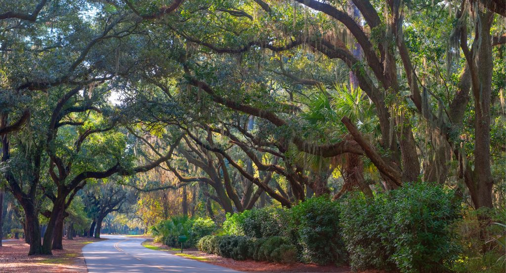 Sunlight filtering through ancient live oaks and lush greenery in Hilton Head, South Carolina.