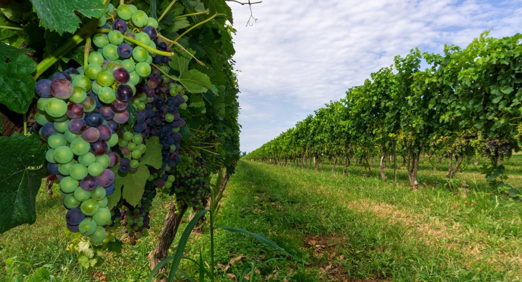 Lush rows of grapevines stretch across the vineyard under a cottony sky, with ripe grapes bursting in shades of green and purple.