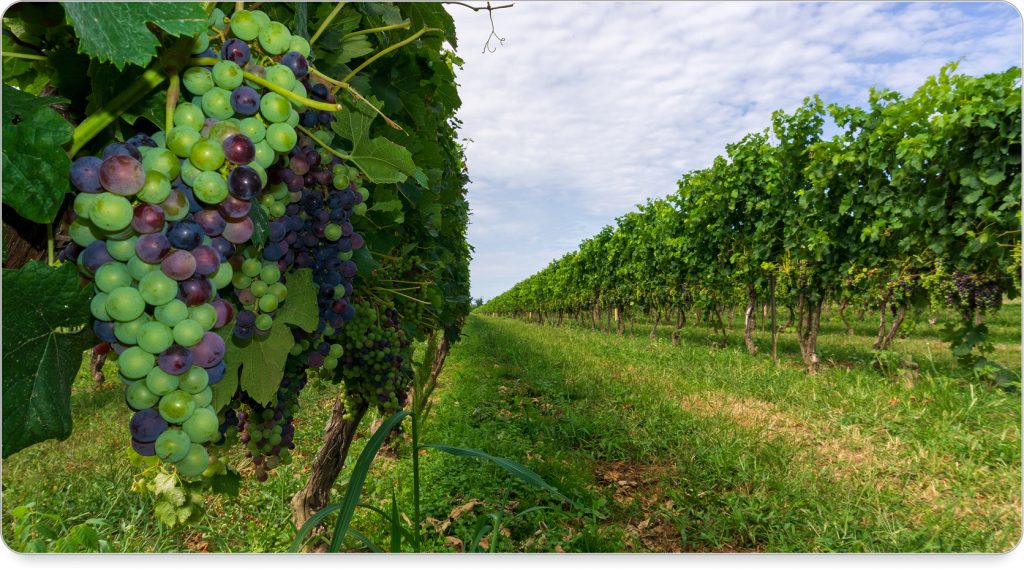 A vineyard at golden hour with rows of grapevines stretching toward Lake Ontario in the distance.