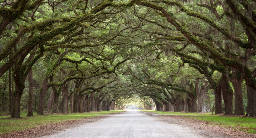 Live oaks draped in Spanish moss create a dreamy tunnel along Savannah’s historic avenue at golden hour.
