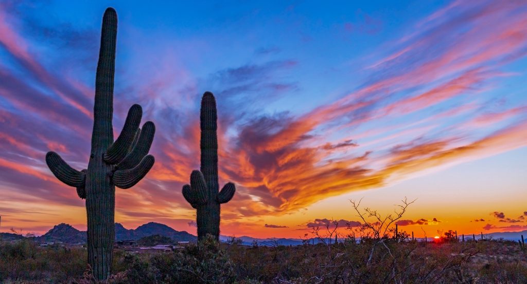 Towering saguaros at sunset in the Sonoran Desert near Scottsdale, with vibrant streaks of pink, orange, and purple across the sky.